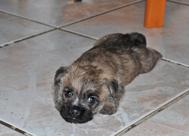 Fynn als Welpe 045.jpg